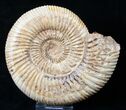 Perisphinctes Ammonite - Jurassic #16534-1